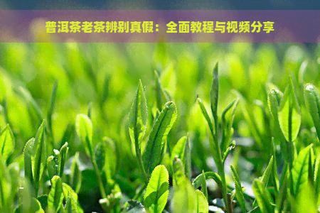 普洱茶老茶辨别真假：全面教程与视频分享