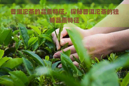 普洱沱茶的品质特征，探秘普洱沱茶的独特品质特征