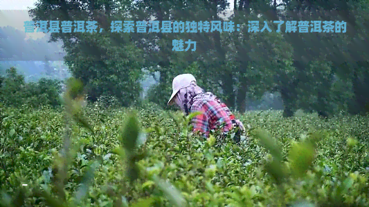 普洱县普洱茶，探索普洱县的独特风味：深入了解普洱茶的魅力