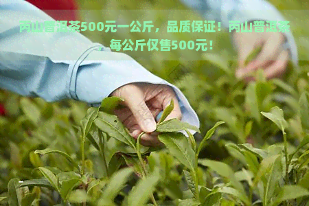 丙山普洱茶500元一公斤，品质保证！丙山普洱茶，每公斤仅售500元！