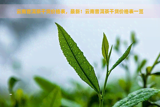 云南普洱茶干货价格表，最新！云南普洱茶干货价格表一览