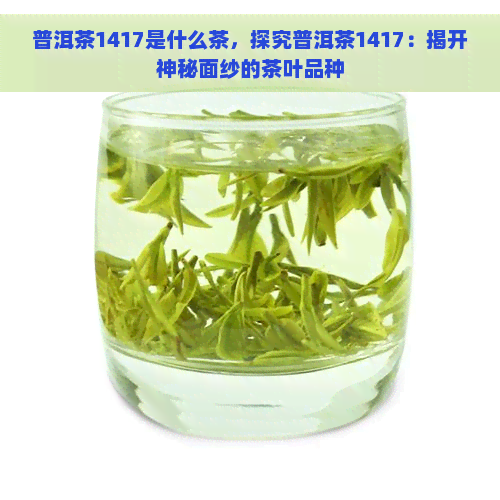 普洱茶1417是什么茶，探究普洱茶1417：揭开神秘面纱的茶叶品种