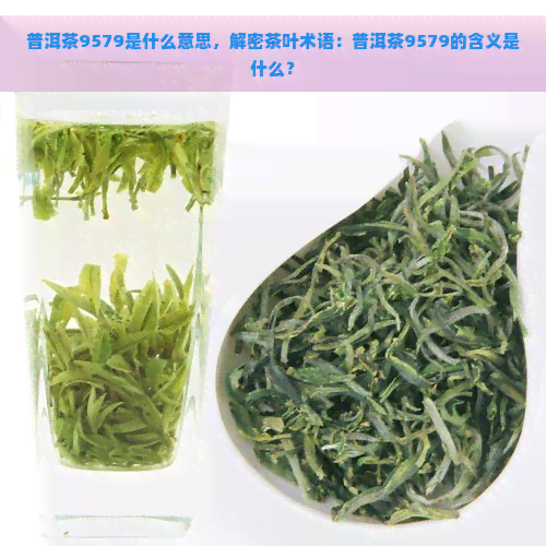 普洱茶9579是什么意思，解密茶叶术语：普洱茶9579的含义是什么？