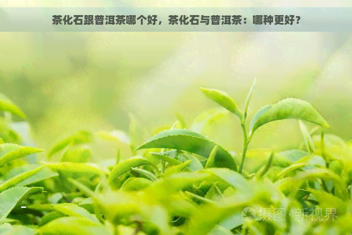 茶化石跟普洱茶哪个好，茶化石与普洱茶：哪种更好？