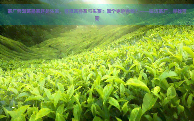 茶厂普洱茶熟茶还是生茶，普洱茶熟茶与生茶：哪个更适合你？——探访茶厂，寻找答案