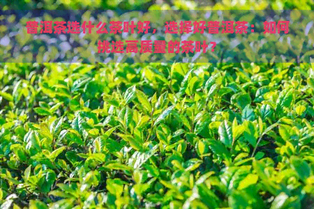 普洱茶选什么茶叶好，选择好普洱茶：如何挑选高质量的茶叶？