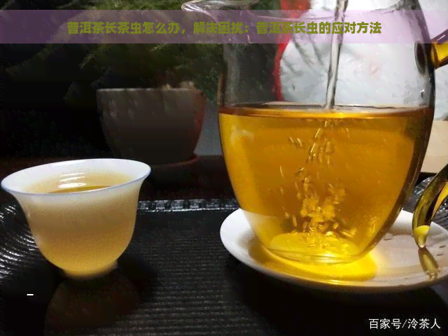 普洱茶长茶虫怎么办，解决困扰：普洱茶长虫的应对方法