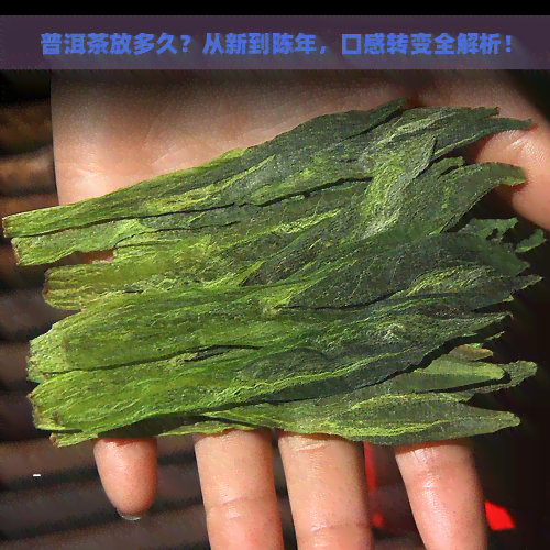 普洱茶放多久？从新到陈年，口感转变全解析！