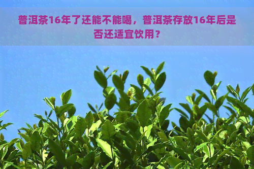 普洱茶16年了还能不能喝，普洱茶存放16年后是否还适宜饮用？