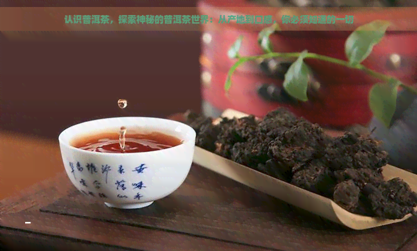 认识普洱茶，探索神秘的普洱茶世界：从产地到口感，你必须知道的一切