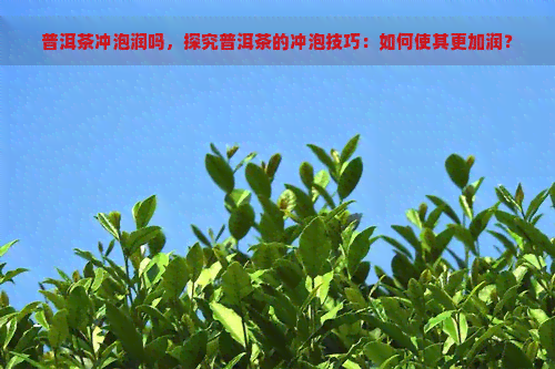 普洱茶冲泡润吗，探究普洱茶的冲泡技巧：如何使其更加润？