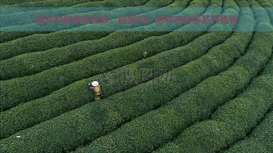 雨林特制雀普洱茶：好喝吗？雨林古树茶系列推荐