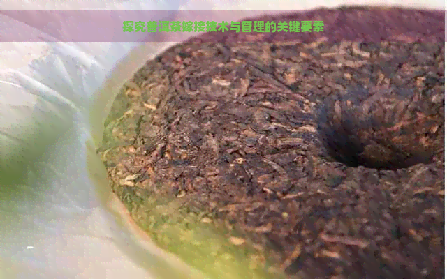 探究普洱茶嫁接技术与管理的关键要素