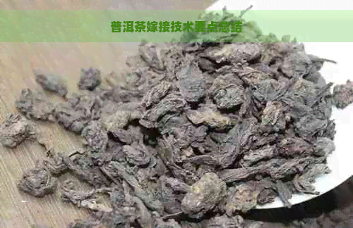 普洱茶嫁接技术要点总结