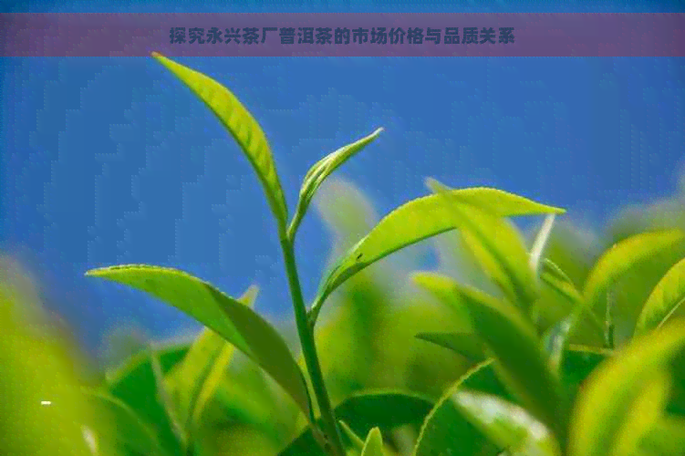 探究永兴茶厂普洱茶的市场价格与品质关系