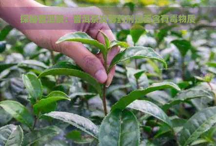 探秘普洱茶：普洱茶发酵药剂是否含有物质