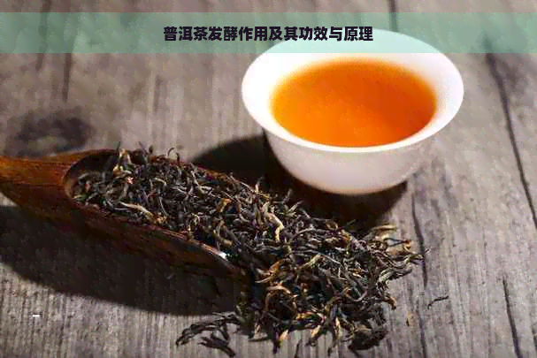 普洱茶发酵作用及其功效与原理