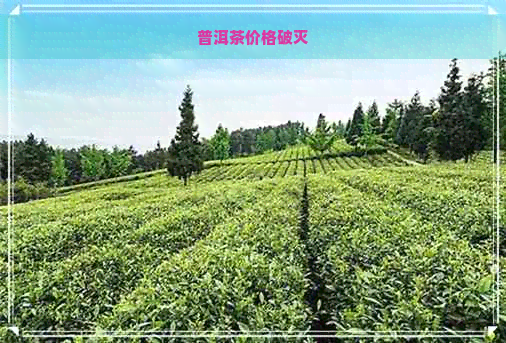 普洱茶价格破灭