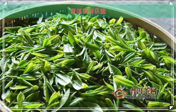 普洱茶存乐趣