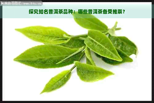 探究知名普洱茶品种：哪些普洱茶备受推崇？