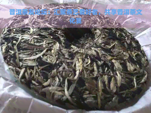 普洱茶友论坛：汇聚茶艺爱好者，共享普洱茶文化宴