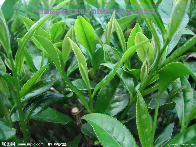 普洱熟茶化石泡法与功效解析：熟茶还是生茶？