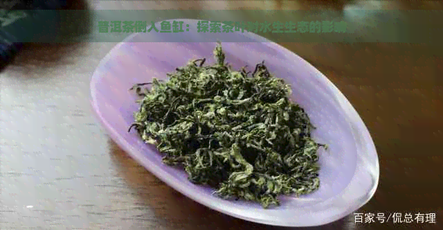 普洱茶倒入鱼缸：探索茶叶对水生生态的影响