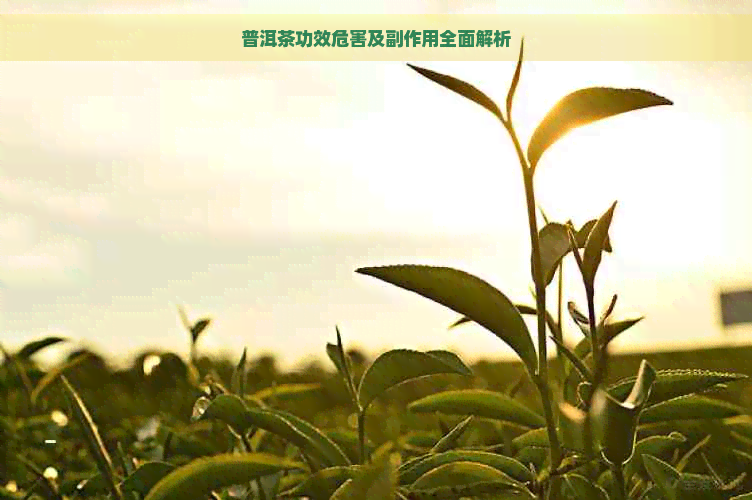 普洱茶功效危害及副作用全面解析