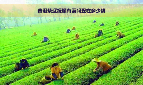 普洱茶辽抚顺有卖吗现在多少钱