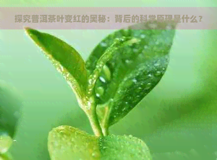 探究普洱茶叶变红的奥秘：背后的科学原理是什么？