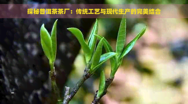 探秘普洱茶茶厂：传统工艺与现代生产的完美结合