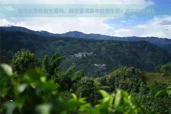 普洱茶里有益生菌吗，探究普洱茶中的益生菌：真的存在吗？