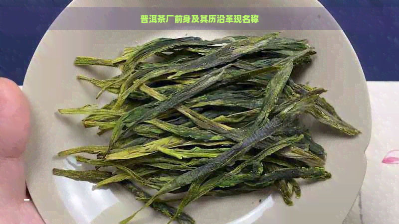 普洱茶厂前身及其历沿革现名称