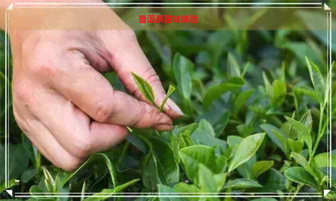 普洱茶甜味体验