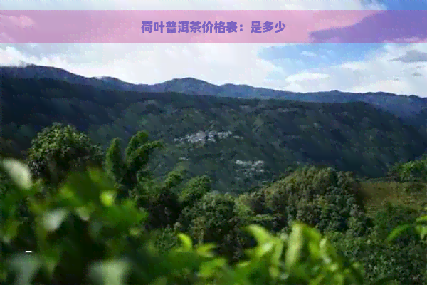 荷叶普洱茶价格表：是多少