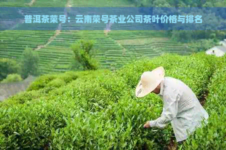 普洱茶荣号：云南荣号茶业公司茶叶价格与排名