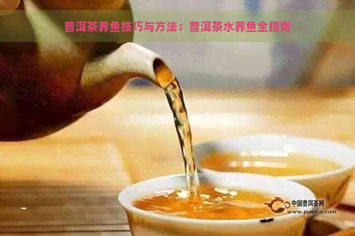 普洱茶养鱼技巧与方法：普洱茶水养鱼全指南