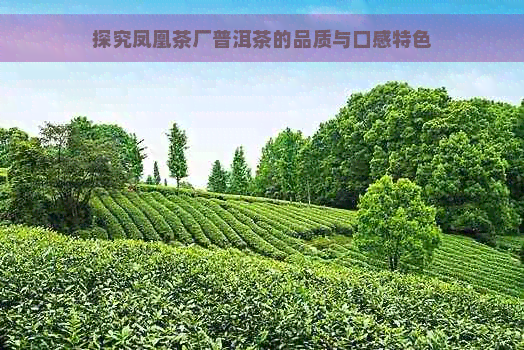 探究凤凰茶厂普洱茶的品质与口感特色