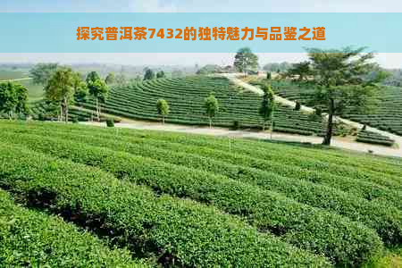 探究普洱茶7432的独特魅力与品鉴之道