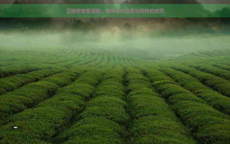 正确存放普洱茶：保持茶叶品质与风味的技巧