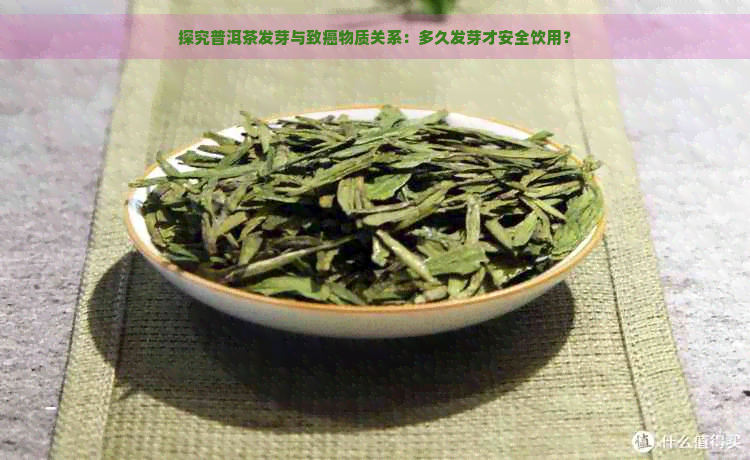 探究普洱茶发芽与致癌物质关系：多久发芽才安全饮用？