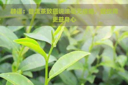 辟谣：普洱茶致癌说法毫无根据，健饮用更益身心