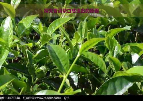 探究普洱茶口感淡出的原因