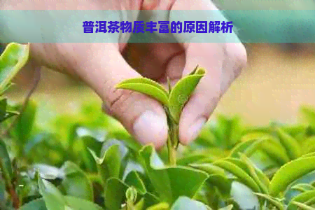 普洱茶物质丰富的原因解析