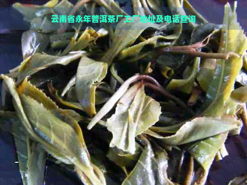 云南省永年普洱茶厂工厂地址及电话查询