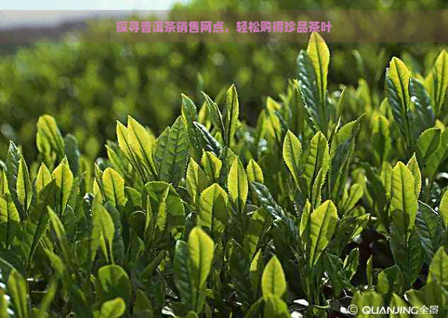 探寻普洱茶销售网点，轻松购得珍品茶叶