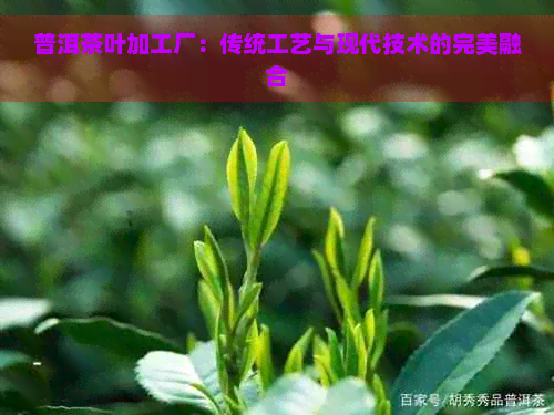 普洱茶叶加工厂：传统工艺与现代技术的完美融合