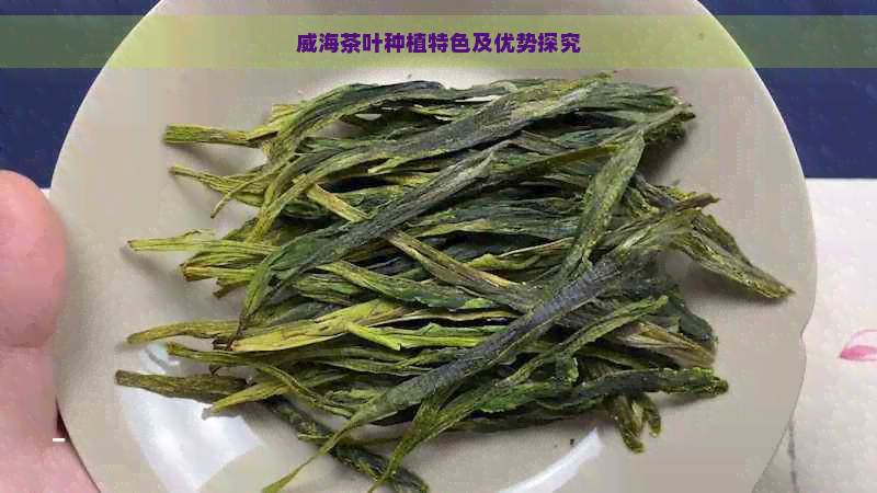 威海茶叶种植特色及优势探究