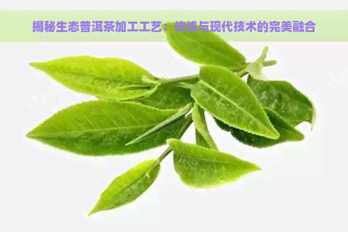 揭秘生态普洱茶加工工艺：传统与现代技术的完美融合