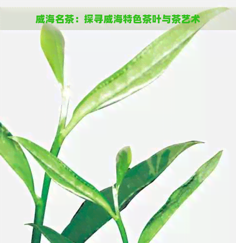 威海名茶：探寻威海特色茶叶与茶艺术